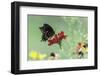 Swallow-Tailed Butterfly-Gary Carter-Framed Photographic Print