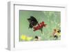 Swallow-Tailed Butterfly-Gary Carter-Framed Photographic Print