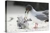 Swallow-Tailed Gull Feeding Chick Squid-DLILLC-Stretched Canvas