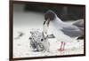 Swallow-Tailed Gull Feeding Chick Squid-DLILLC-Framed Premium Photographic Print