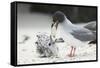 Swallow-Tailed Gull Feeding Chick Squid-DLILLC-Framed Stretched Canvas