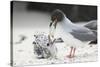 Swallow-Tailed Gull Feeding Chick Squid-DLILLC-Stretched Canvas