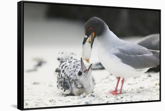 Swallow-Tailed Gull Feeding Chick Squid-DLILLC-Framed Stretched Canvas