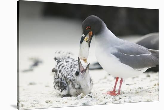 Swallow-Tailed Gull Feeding Chick Squid-DLILLC-Stretched Canvas