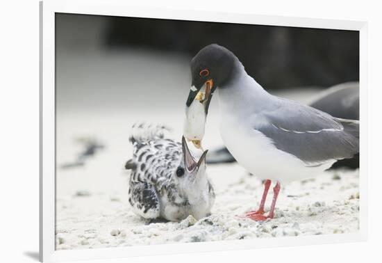 Swallow-Tailed Gull Feeding Chick Squid-DLILLC-Framed Photographic Print