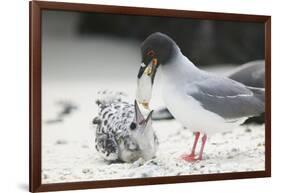 Swallow-Tailed Gull Feeding Chick Squid-DLILLC-Framed Photographic Print