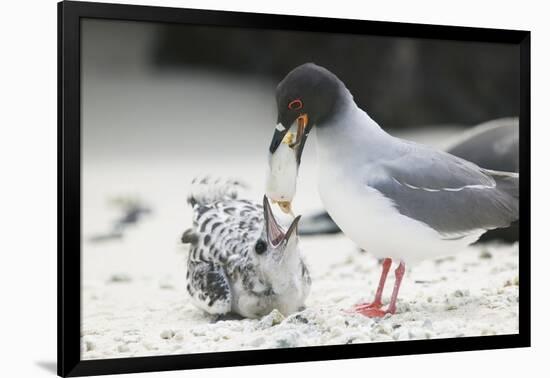 Swallow-Tailed Gull Feeding Chick Squid-DLILLC-Framed Photographic Print