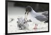 Swallow-Tailed Gull Feeding Chick Squid-DLILLC-Framed Photographic Print