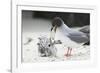 Swallow-Tailed Gull Feeding Chick Squid-DLILLC-Framed Photographic Print