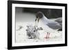 Swallow-Tailed Gull Feeding Chick Squid-DLILLC-Framed Photographic Print