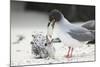 Swallow-Tailed Gull Feeding Chick Squid-DLILLC-Mounted Photographic Print