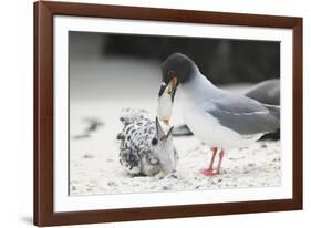 Swallow-Tailed Gull Feeding Chick Squid-DLILLC-Framed Photographic Print