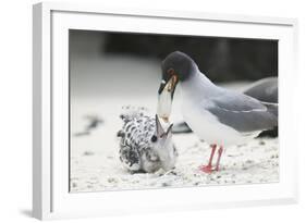 Swallow-Tailed Gull Feeding Chick Squid-DLILLC-Framed Photographic Print