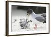 Swallow-Tailed Gull Feeding Chick Squid-DLILLC-Framed Photographic Print