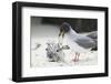 Swallow-Tailed Gull Feeding Chick Squid-DLILLC-Framed Photographic Print