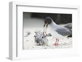 Swallow-Tailed Gull Feeding Chick Squid-DLILLC-Framed Photographic Print