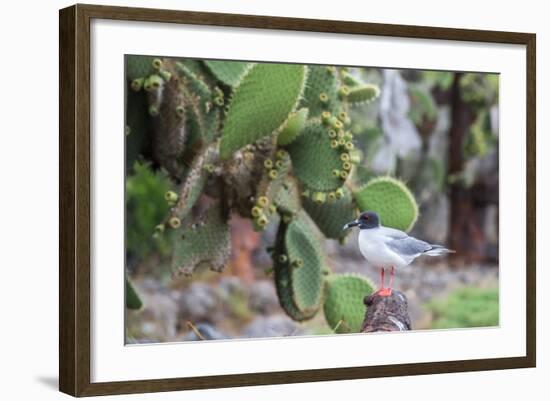 Swallow-Tailed Gull (Larus Furcatus)-G and M Therin-Weise-Framed Photographic Print