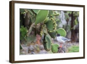 Swallow-Tailed Gull (Larus Furcatus)-G and M Therin-Weise-Framed Photographic Print