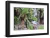 Swallow-Tailed Gull (Larus Furcatus)-G and M Therin-Weise-Framed Photographic Print