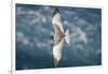 Swallow-Tailed Gull-DLILLC-Framed Premium Photographic Print