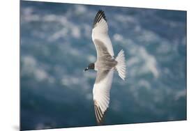 Swallow-Tailed Gull-DLILLC-Mounted Premium Photographic Print