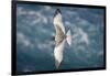 Swallow-Tailed Gull-DLILLC-Framed Premium Photographic Print