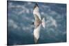 Swallow-Tailed Gull-DLILLC-Stretched Canvas