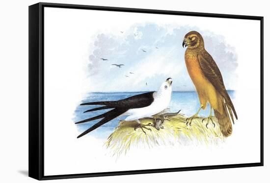 Swallow-Tailed Kite and Marsh Hawk-Theodore Jasper-Framed Stretched Canvas