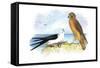 Swallow-Tailed Kite and Marsh Hawk-Theodore Jasper-Framed Stretched Canvas