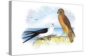 Swallow-Tailed Kite and Marsh Hawk-Theodore Jasper-Stretched Canvas