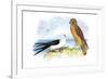 Swallow-Tailed Kite and Marsh Hawk-Theodore Jasper-Framed Art Print