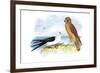 Swallow-Tailed Kite and Marsh Hawk-Theodore Jasper-Framed Art Print