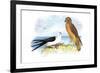 Swallow-Tailed Kite and Marsh Hawk-Theodore Jasper-Framed Art Print