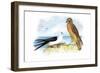 Swallow-Tailed Kite and Marsh Hawk-Theodore Jasper-Framed Art Print