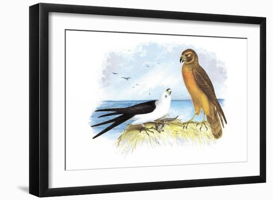 Swallow-Tailed Kite and Marsh Hawk-Theodore Jasper-Framed Art Print