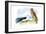 Swallow-Tailed Kite and Marsh Hawk-Theodore Jasper-Framed Art Print