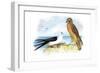 Swallow-Tailed Kite and Marsh Hawk-Theodore Jasper-Framed Art Print