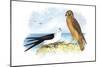 Swallow-Tailed Kite and Marsh Hawk-Theodore Jasper-Mounted Art Print