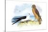 Swallow-Tailed Kite and Marsh Hawk-Theodore Jasper-Stretched Canvas