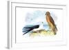 Swallow-Tailed Kite and Marsh Hawk-Theodore Jasper-Framed Art Print