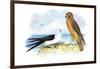 Swallow-Tailed Kite and Marsh Hawk-Theodore Jasper-Framed Art Print