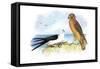 Swallow-Tailed Kite and Marsh Hawk-Theodore Jasper-Framed Stretched Canvas