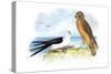 Swallow-Tailed Kite and Marsh Hawk-Theodore Jasper-Stretched Canvas