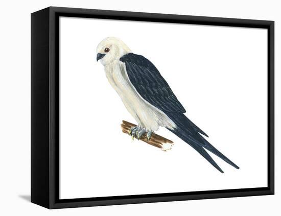 Swallow-Tailed Kite (Elanoides Forficatus), Birds-Encyclopaedia Britannica-Framed Stretched Canvas