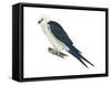 Swallow-Tailed Kite (Elanoides Forficatus), Birds-Encyclopaedia Britannica-Framed Stretched Canvas