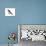 Swallow-Tailed Kite (Elanoides Forficatus), Birds-Encyclopaedia Britannica-Stretched Canvas displayed on a wall