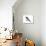 Swallow-Tailed Kite (Elanoides Forficatus), Birds-Encyclopaedia Britannica-Stretched Canvas displayed on a wall