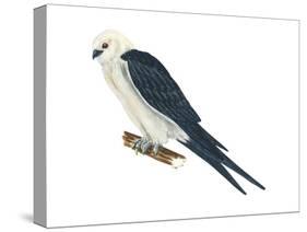 Swallow-Tailed Kite (Elanoides Forficatus), Birds-Encyclopaedia Britannica-Stretched Canvas