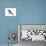 Swallow-Tailed Kite (Elanoides Forficatus), Birds-Encyclopaedia Britannica-Poster displayed on a wall