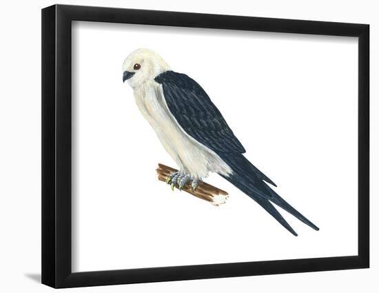 Swallow-Tailed Kite (Elanoides Forficatus), Birds-Encyclopaedia Britannica-Framed Poster